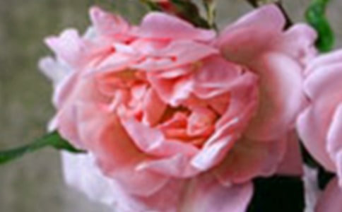 绽放的花朵作文集锦15篇