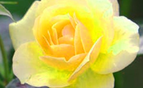 【精品】写花朵的作文4篇