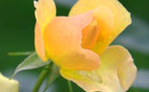 ���ǻ�������