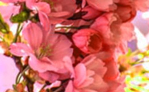 鸟是树的花朵阅读答案