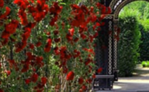 写花园的作文6篇