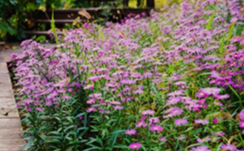 后花园作文集锦15篇