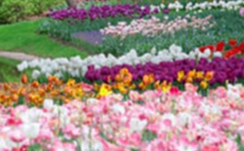 ��԰��Ĺ�������