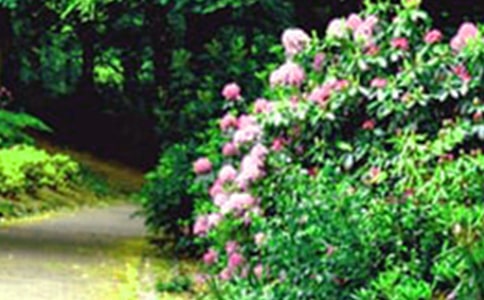 [��ѡ]�ҼҵĻ�԰����