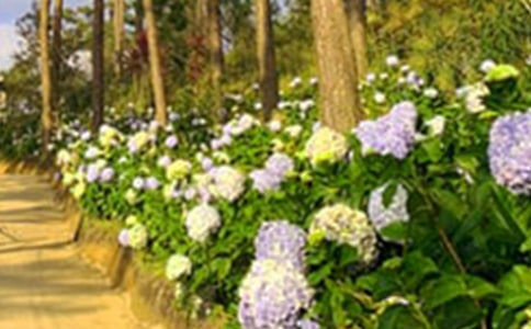 ���˵Ļ�԰������ѡ(9ƪ)