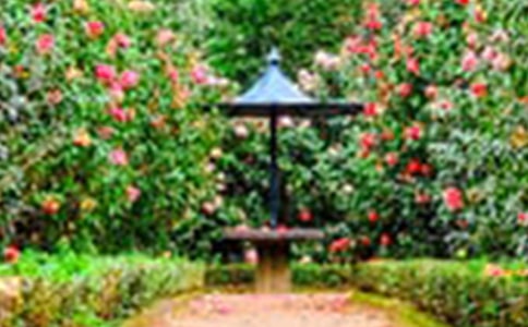 空中花园大事件作文