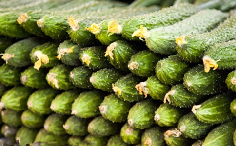 黄瓜的作文【热门】