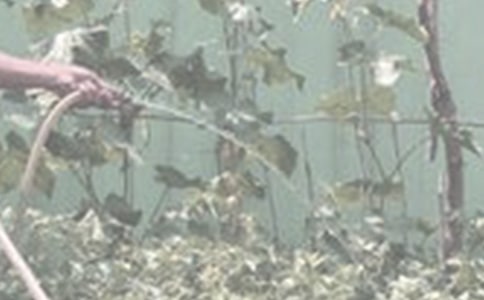 浇花的学问作文