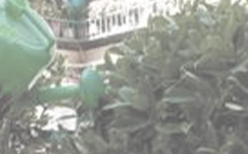 浇花的作文15篇