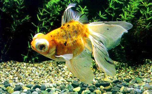 С��������