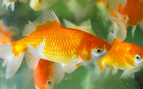 �ҵ�С��������(��Ʒ)