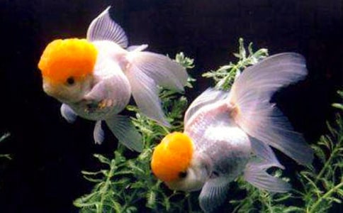 金鱼的作文合集【15篇】