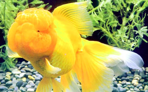 我的动物朋友金鱼作文四年级