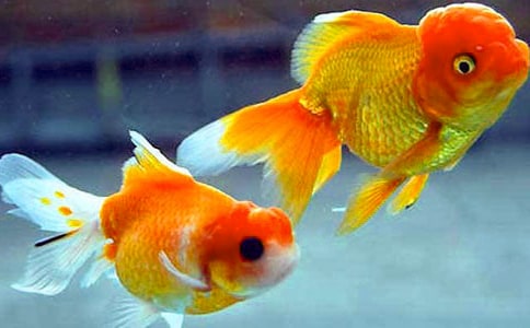 �ɰ��Ľ�������