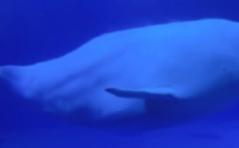 (热门)非常“鲸鱼”作文2篇