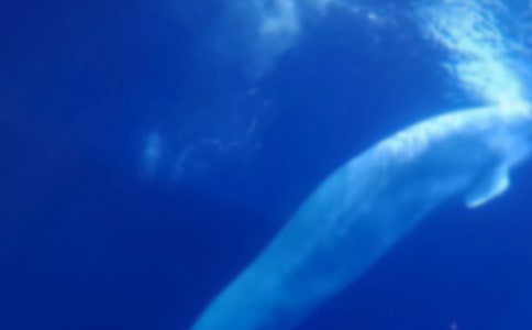 鲸鱼的自述作文(9篇)