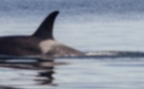 关于鲸鱼的作文