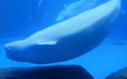 《鲸鱼归来》读后感