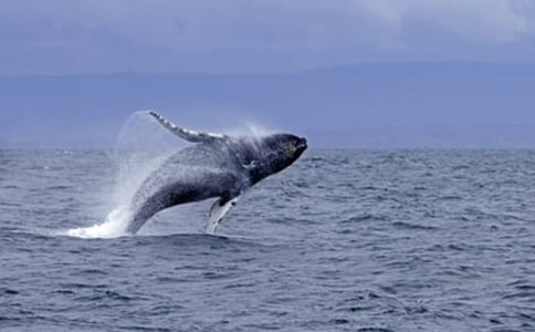 �������������(ͨ��9ƪ)