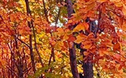 ����������ɫ�ľ���