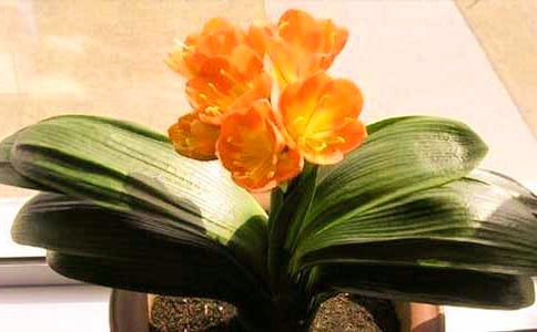 写君子兰的作文(6篇)