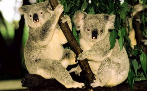 可爱的考拉作文