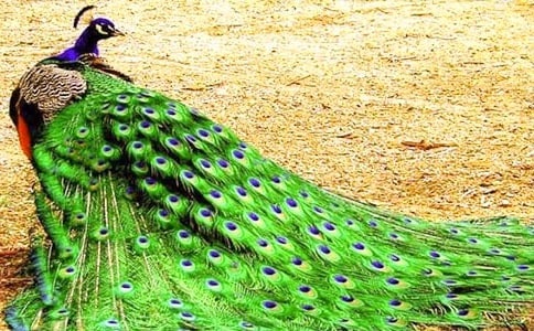 我喜欢孔雀作文