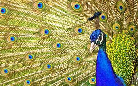 �����Ŀ�ȸ����300��