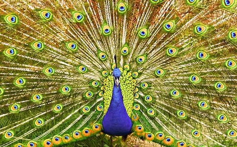 ���ڿ�ȸ������