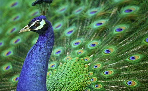 ���ȡ���ȸ������