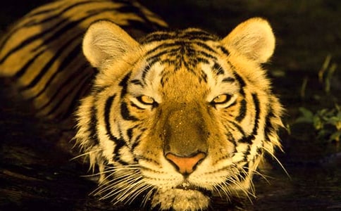 ���μ�����д�ϻ�