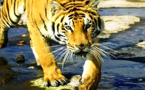 �ϻ�ģ�͵�Ԣ�Թ���