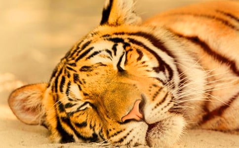 [��ѡ]�ϻ���ͯ������15ƪ