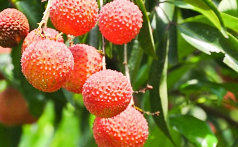 【热门】荔枝的作文