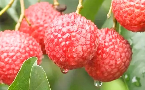 ������֦������