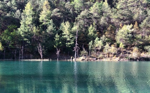 �����ų�����