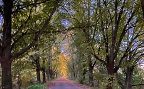 在林荫道上作文