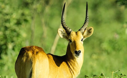 羚羊木雕作文9篇