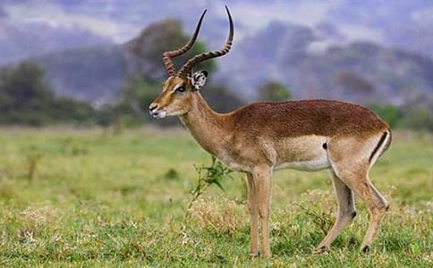 ����ľ������[����15ƪ]