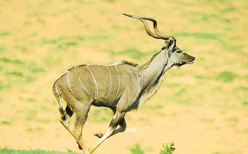 羚羊木雕续写作文