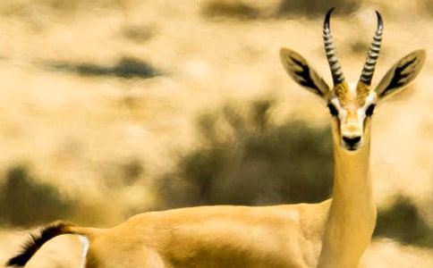 �����䣩������ľ�񡷶����4ƪ