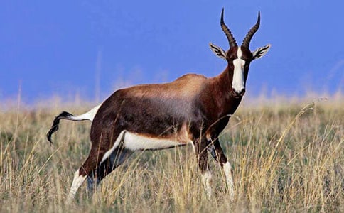 保护藏羚羊作文