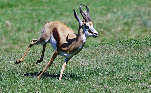 羚羊木雕续写作文15篇