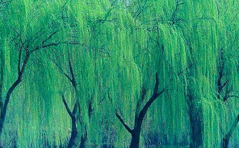 �������������ģ���ѡ15ƪ��