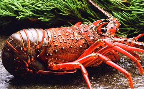 【热门】钓龙虾作文