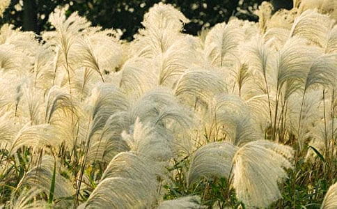 走进芦苇阅读答案