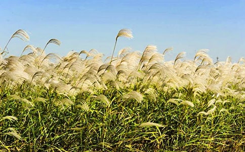 ţͷ��«έ������