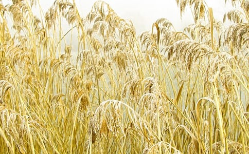 沙家浜的芦苇现代文阅读答案