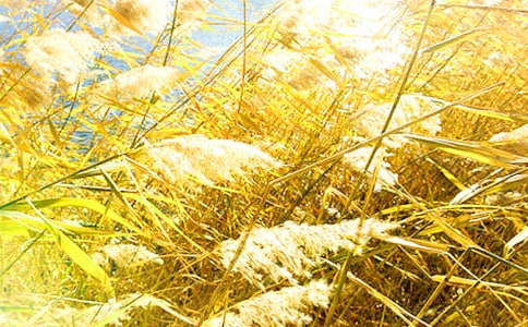 �����«έ����