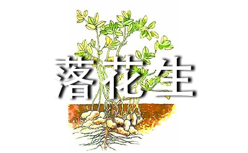 关于落花生的读后感感悟模板